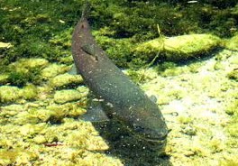水中游弋的虎嘉哲羅魚