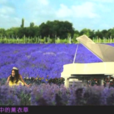 薰衣草之戀(歌詞) 薰衣草之戀(歌詞)