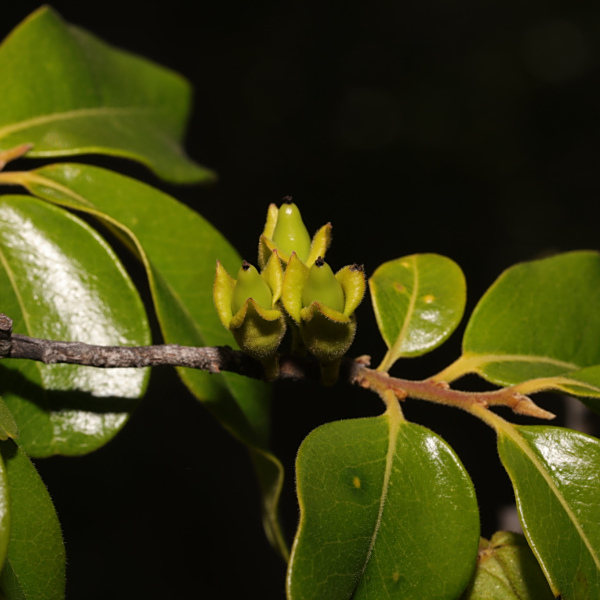 Diospyros tropophylla