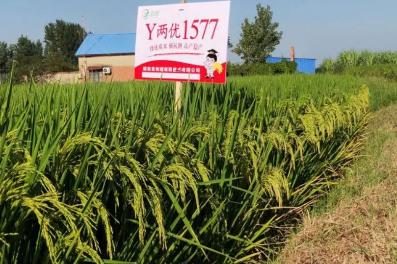 Y兩優1577 Y兩優1577