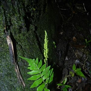 Anemia hirta