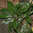 勐臘核果茶 勐臘核果茶
