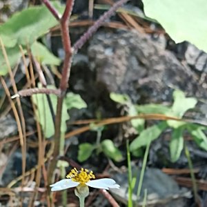 Alloispermum gonzaleziae