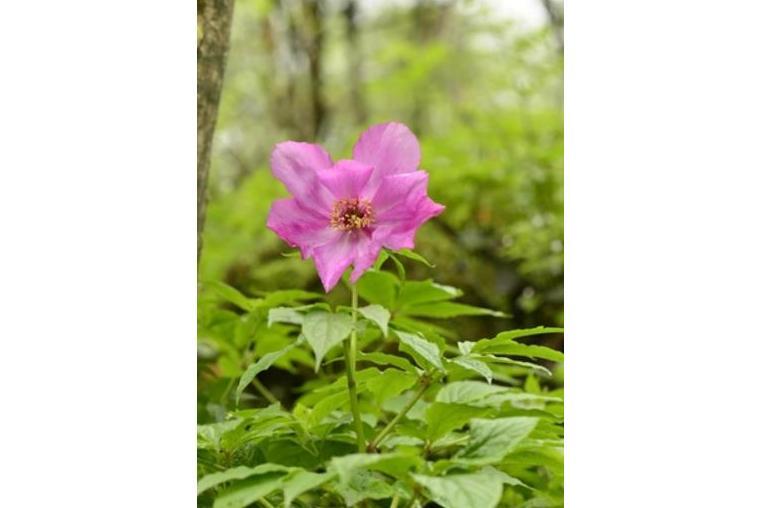 Paeonia lactiflora \x27Miss America\x27 Paeonia lactiflora \x27Miss America\x27