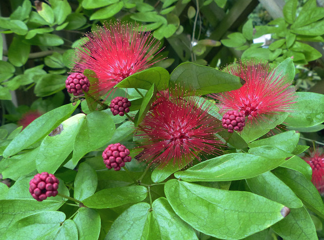 紅粉撲花