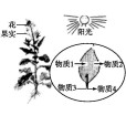 碳—氧平衡(碳-氧平衡) 碳—氧平衡(碳-氧平衡)