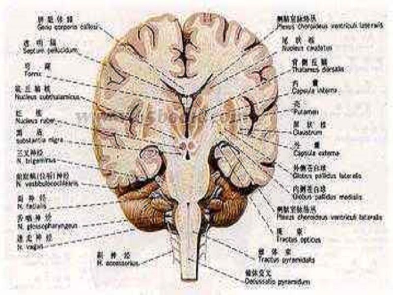 觸覺中樞 觸覺中樞