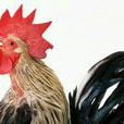 打鳴 打鳴