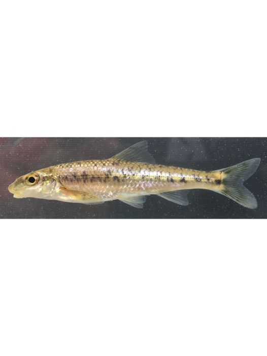 昆明弓魚(四鰓魚) 昆明弓魚(四鰓魚)