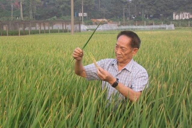 湘兩優900 湘兩優900