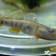 美蝦虎魚 美蝦虎魚