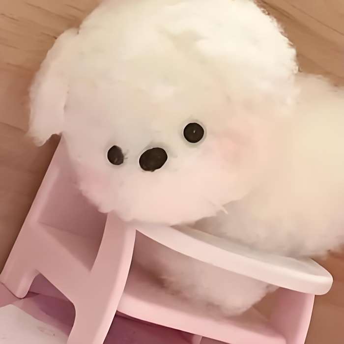 小尼 小尼