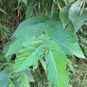 Ficus odorata