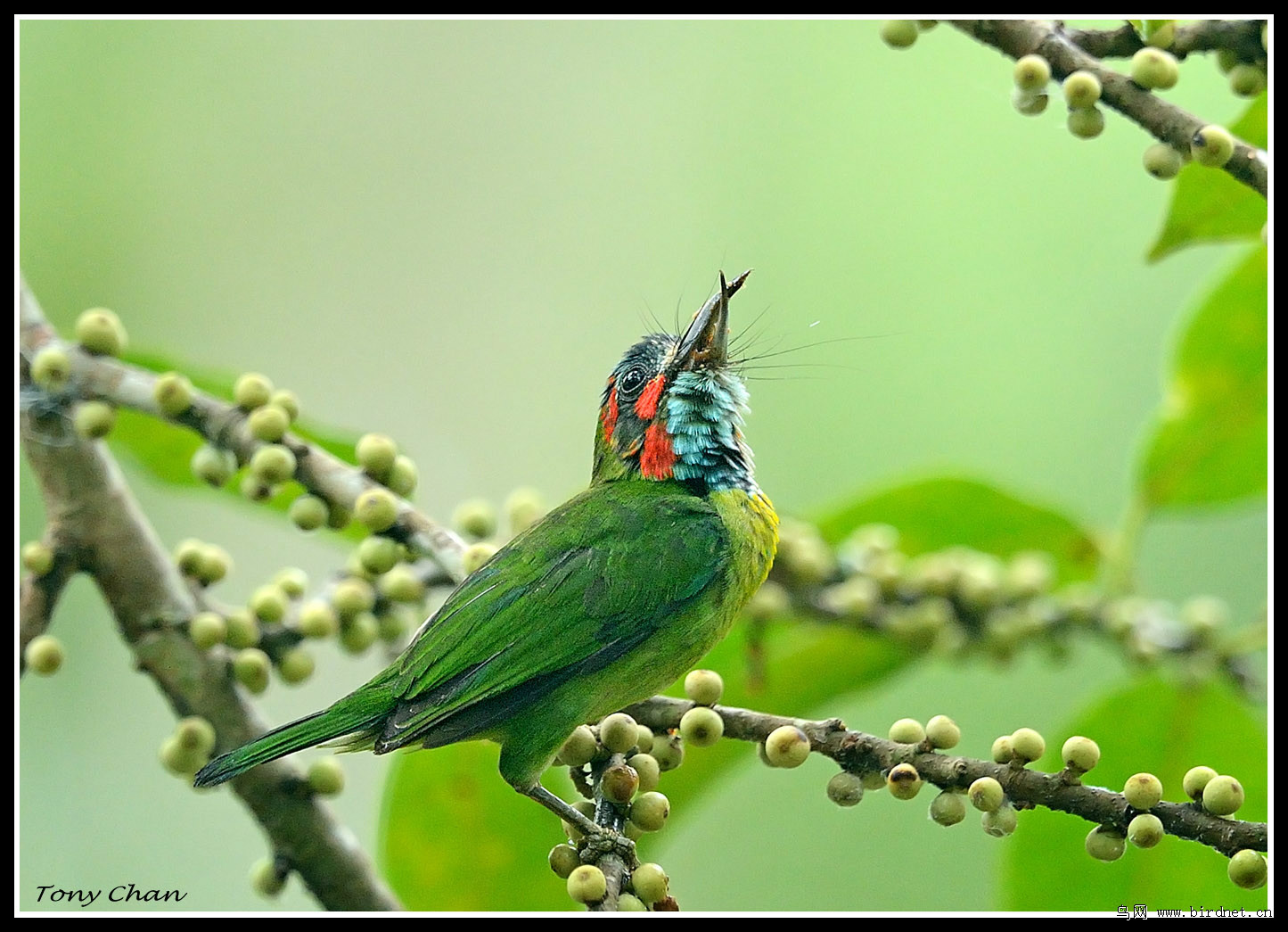 藍耳擬啄木鳥雲南亞種