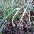 小根蒜(百合科蔥屬植物)
