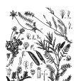 天山棘豆 天山棘豆
