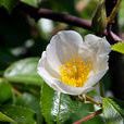 小果薔薇(薔薇目薔薇科植物)