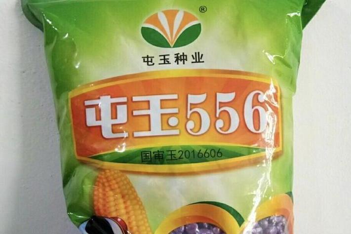 屯玉556 屯玉556