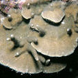 波江座濱珊瑚