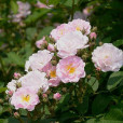 七姊妹(十姐妹（野薔薇變種）)