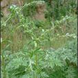 鶴虱草 鶴虱草