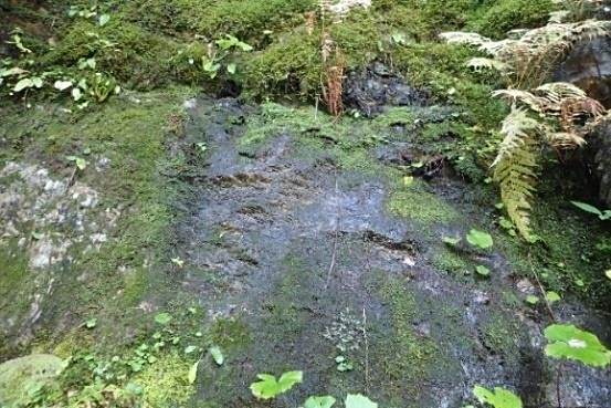 濕地苔屬 濕地苔屬