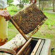 養蜂科技
