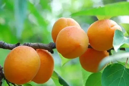 杏‘爭魁’ 杏‘爭魁’