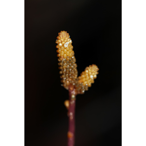 Epirixanthes papuana
