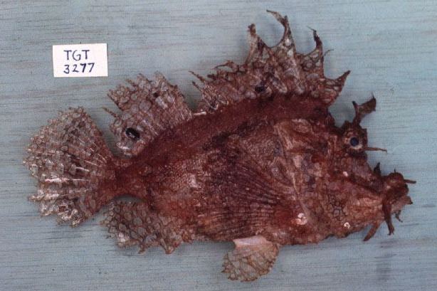 前鰭吻鮋魚(前鰭狹體鮋) 前鰭吻鮋魚(前鰭狹體鮋)