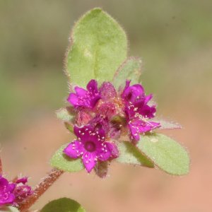 Trianthema patellitectum