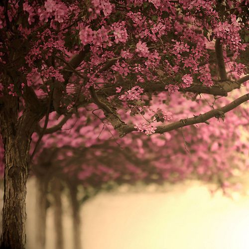 花樹下 花樹下
