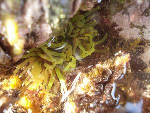 綠疣海葵的生境