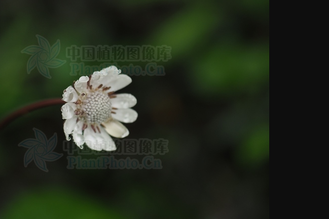 海南菊 海南菊