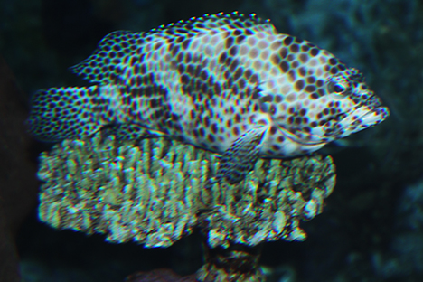 蜂巢石斑魚