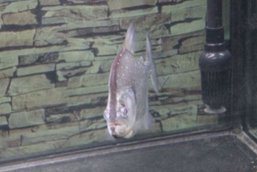 黑刀麗體魚 黑刀麗體魚