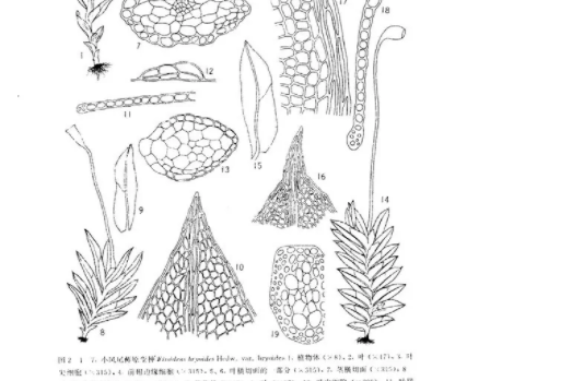 擬小鳳尾蘚 擬小鳳尾蘚