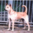 台灣犬 台灣犬