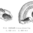 美麗圓盤螺 美麗圓盤螺