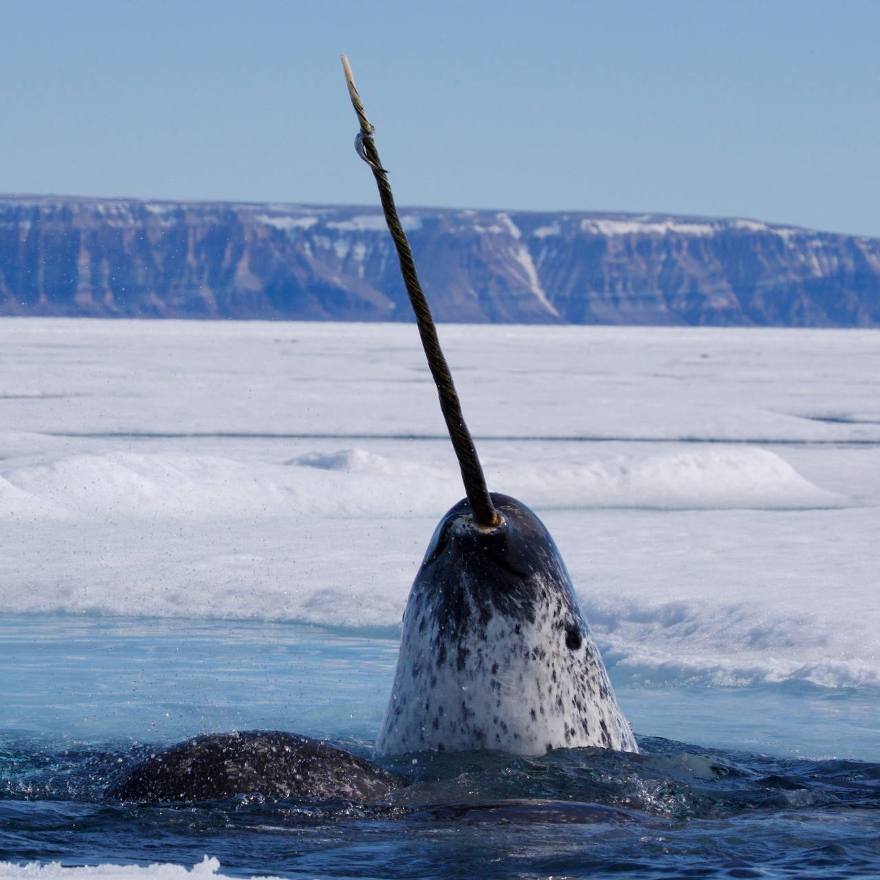 獨角鯨：獨角獸之角，其實是它的牙