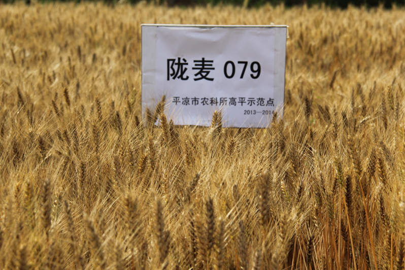 隴麥079 隴麥079