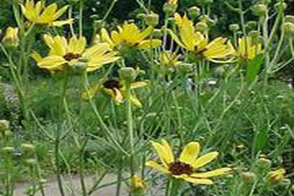 Coreopsis tripteris Coreopsis tripteris