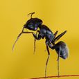 黑螞蟻(動物螞蟻種類)