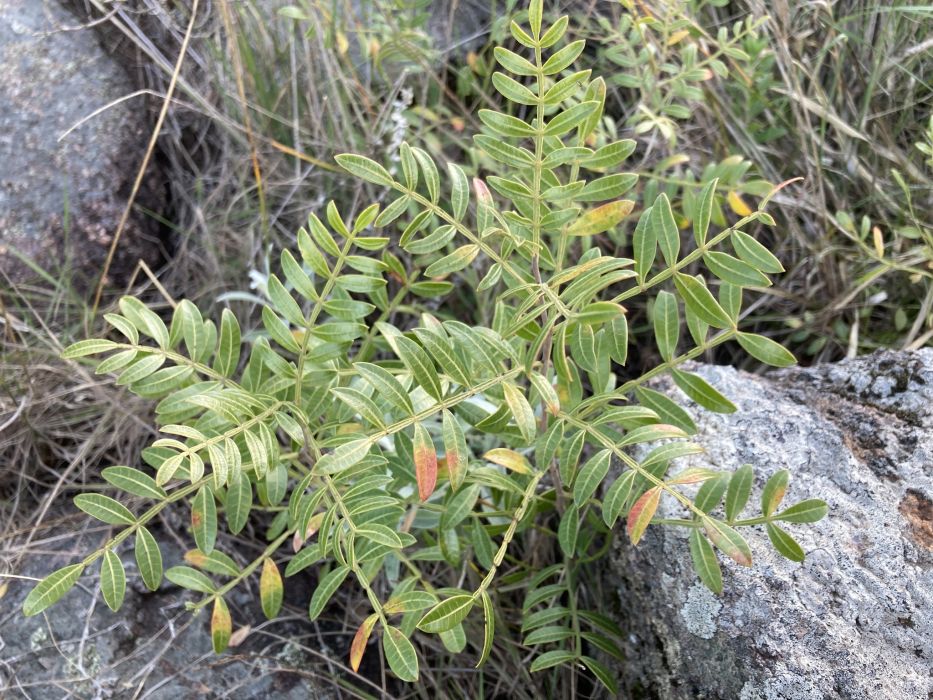 Schinus weinmanniifolia