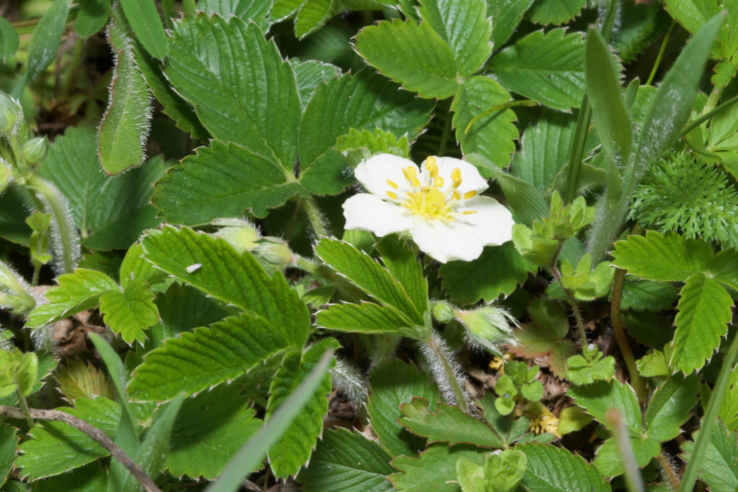 綠草莓(薔薇科草莓屬植物) 綠草莓(薔薇科草莓屬植物)