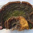 松針層孔菌 松針層孔菌