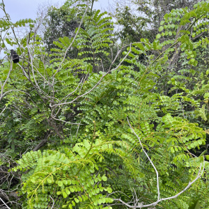 Guilandina culebrae