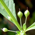 野甘草(野甘草)