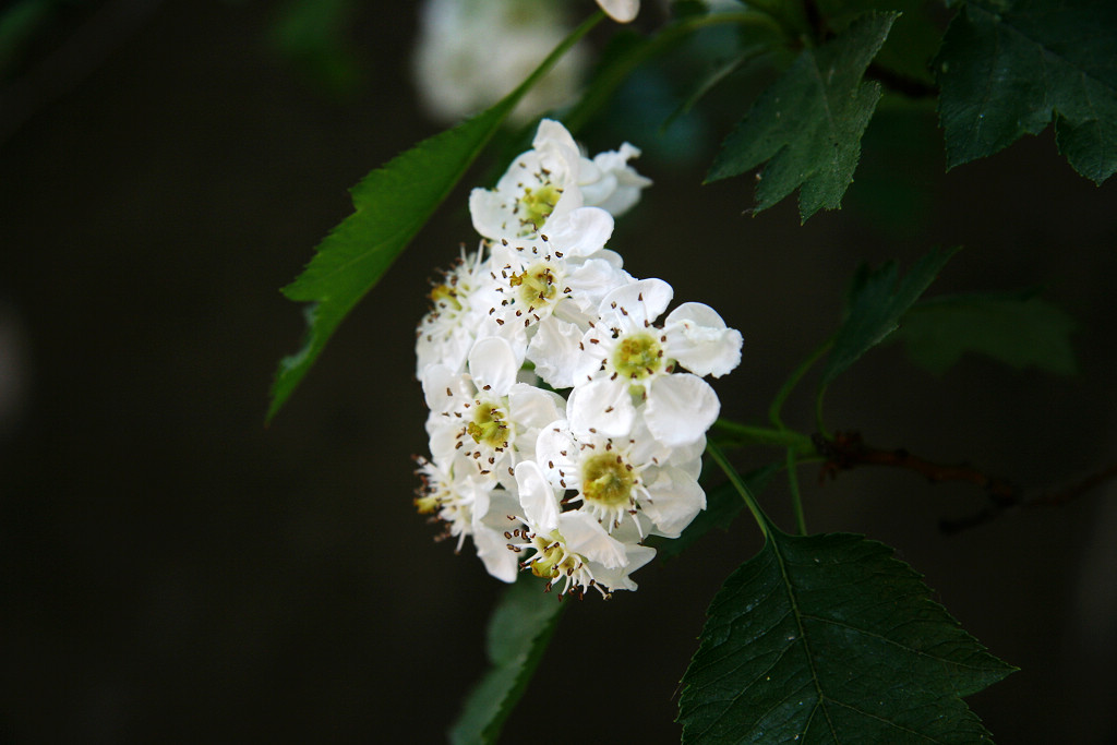 山楂花