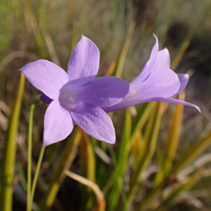 Chelonanthus purpurascens